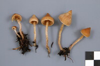 Cortinarius acutus image